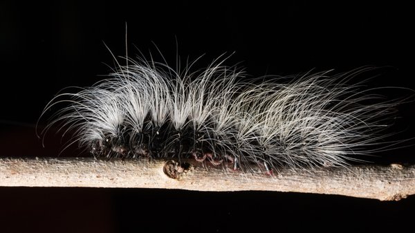 Préparer votre jardin pour la saison des chenilles processionnaires